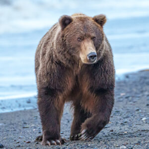 Bears